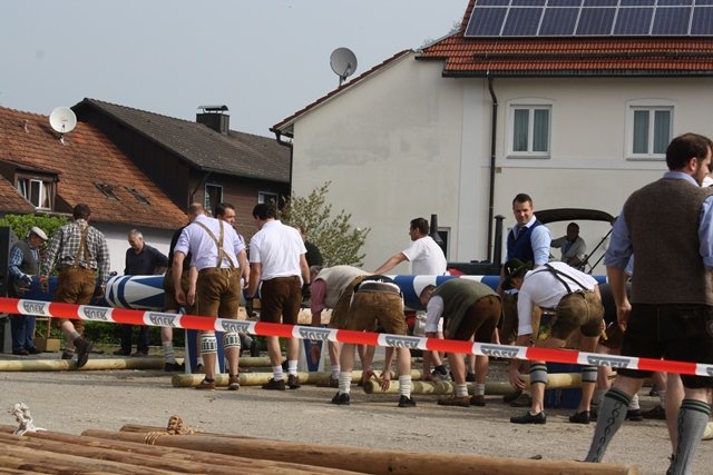 Maibaum 2013